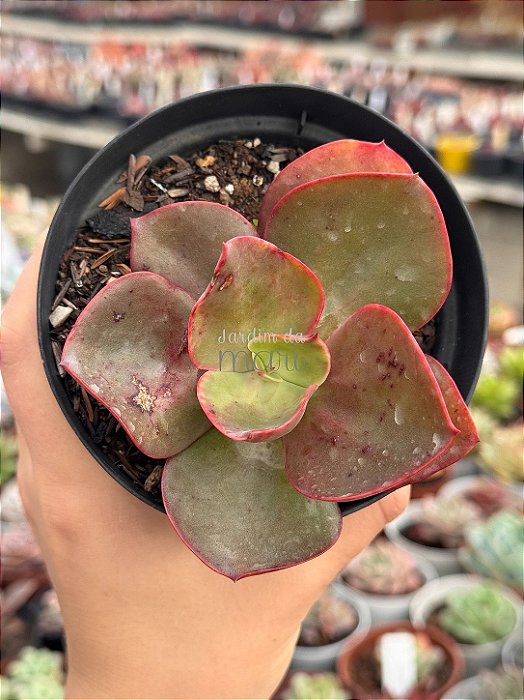 Echeveria big red