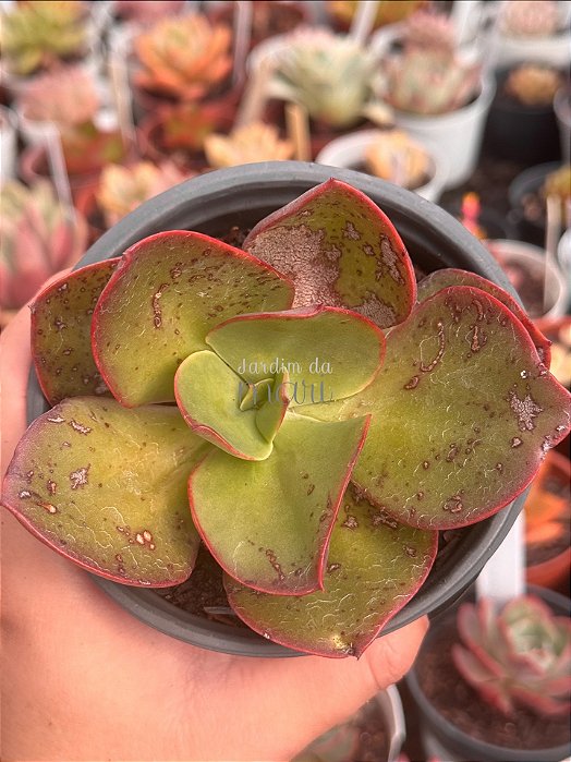 Echeveria big red (sem raiz)