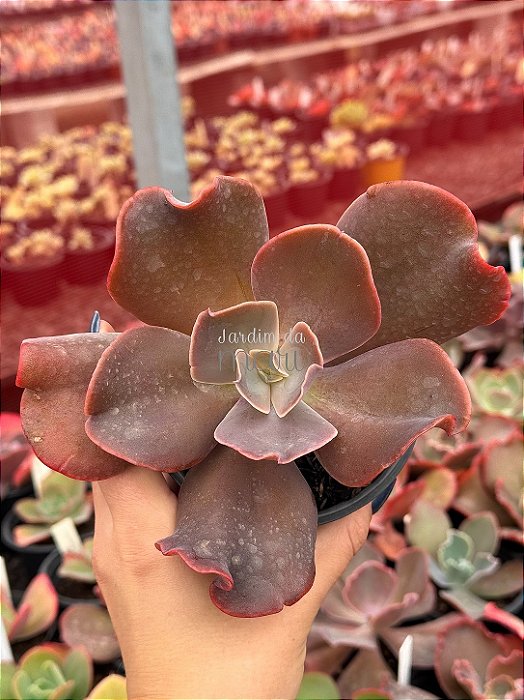 Echeveria vista (importada com carunculos)