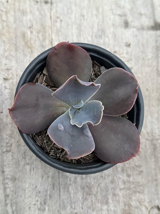 Echeveria vista (importada com carunculos)