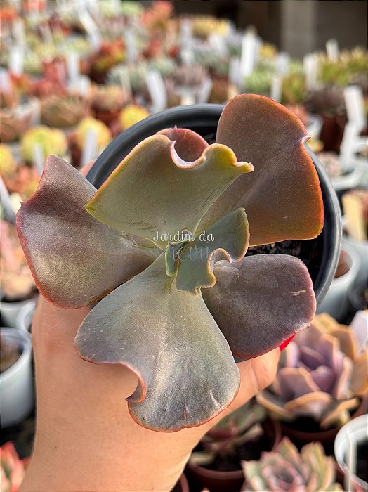 Echeveria vista (importada com carunculos)