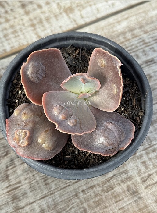 Echeveria buckley (sem raiz)