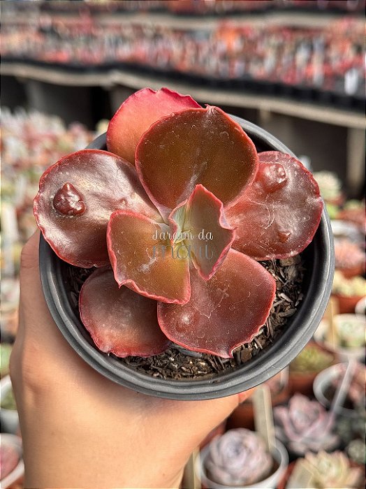 Echeveria buckley