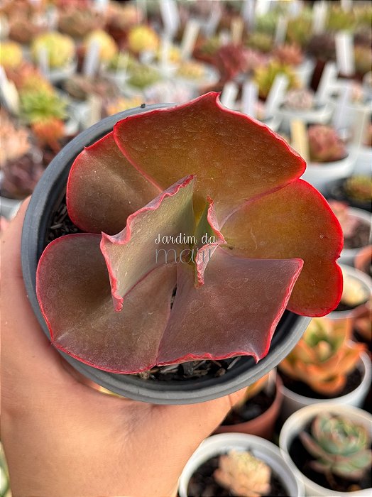 Echeveria buckley