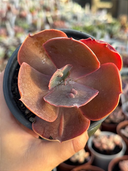 Echeveria buckley