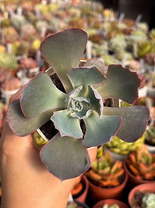 Echeveria sahara