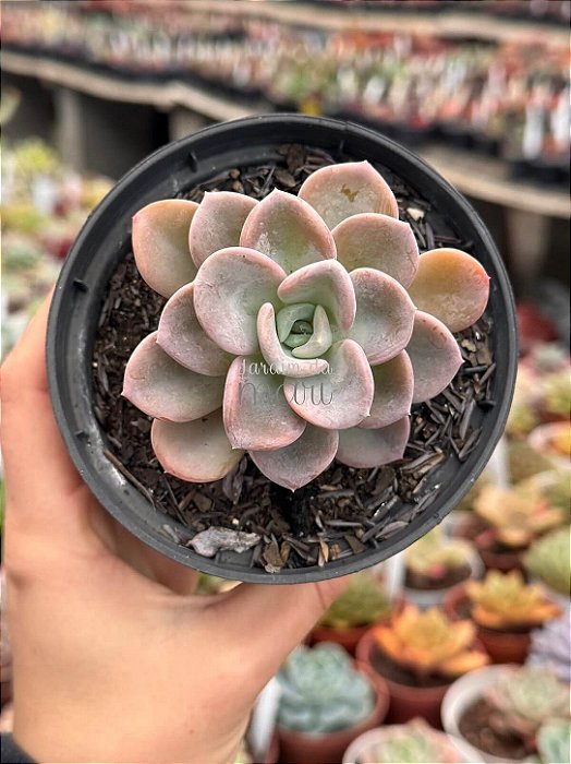 Pachyveria orpet
