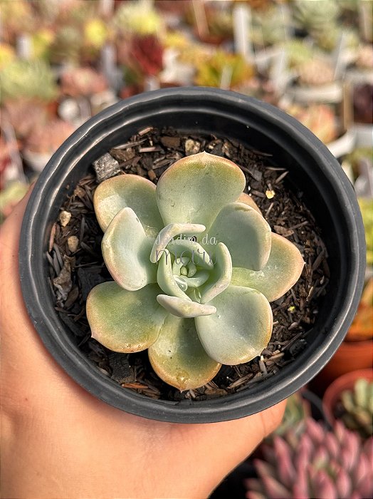Pachyveria orpet