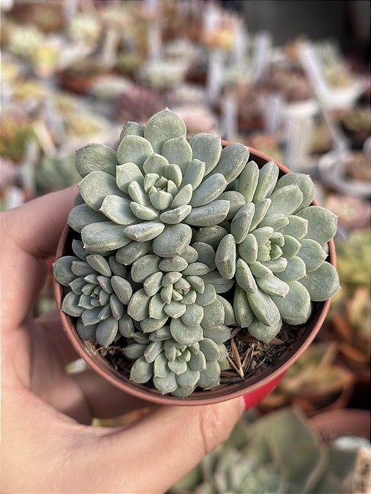 Echeveria chrissy’n ryan