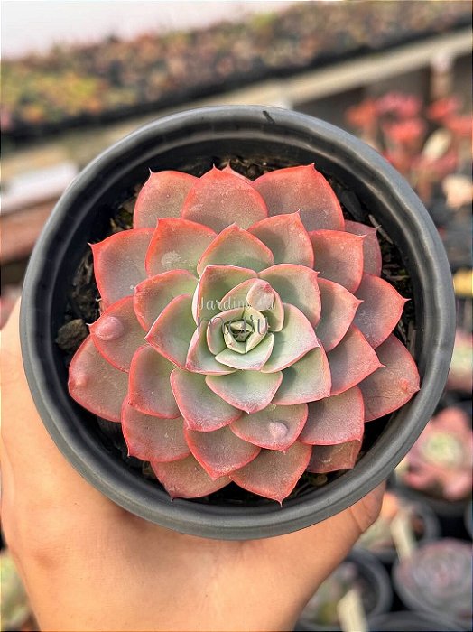 Echeveria zoe/02