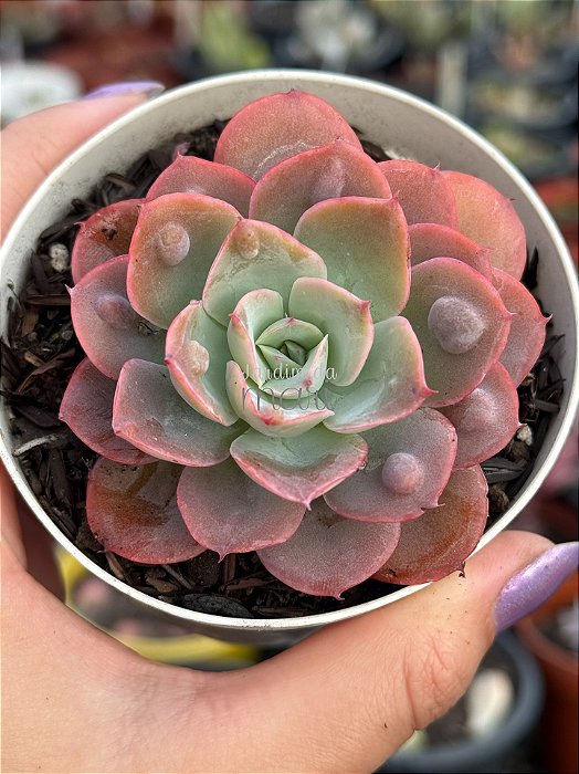 Echeveria zoe/02