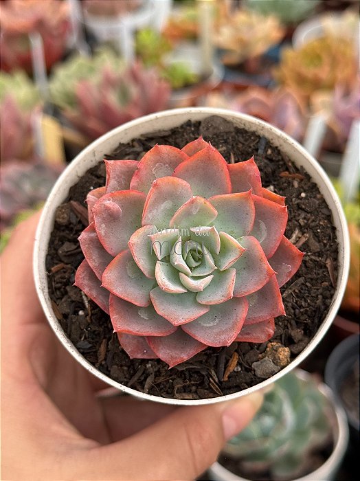 Echeveria zoe/02