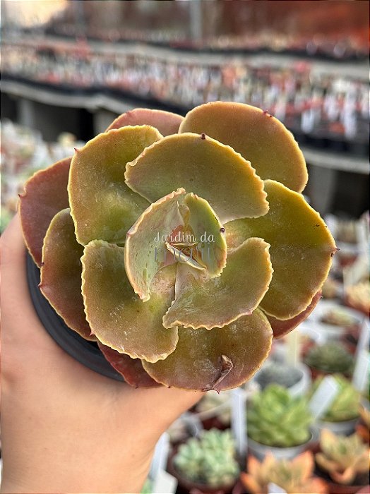 Echeveria luyu