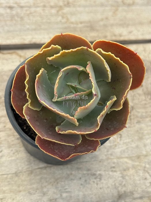 Echeveria luyu (sem raiz)