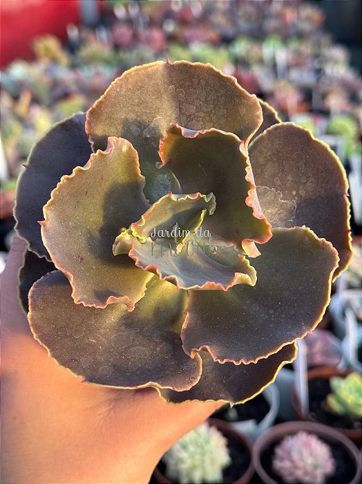 Echeveria luyu