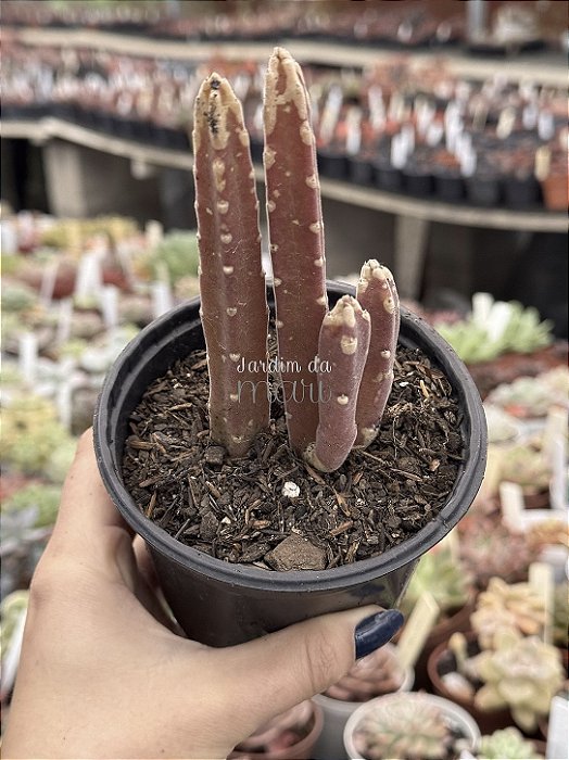 Stapelia leendertziae (black bells)