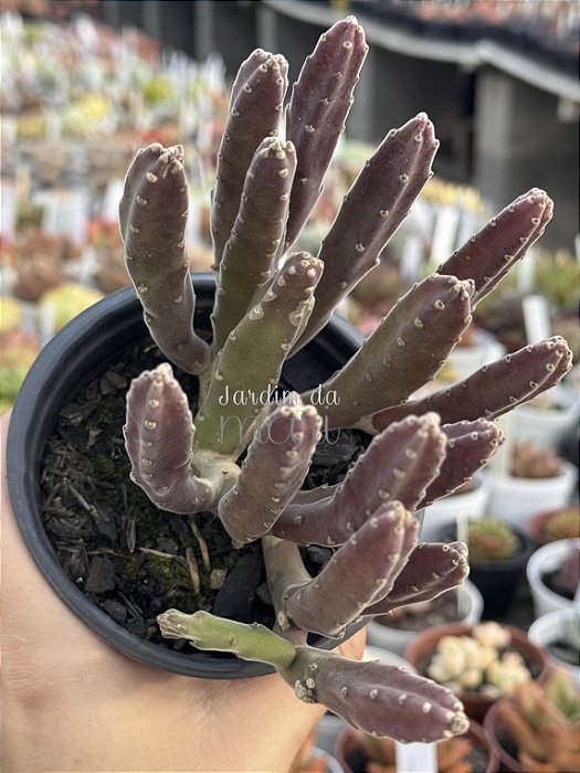 Stapelia leendertziae (black bells)