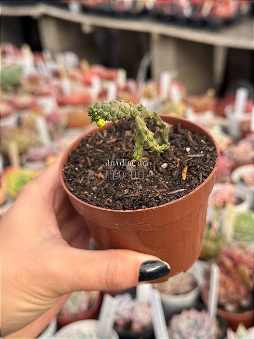 Euphorbia flanaganii