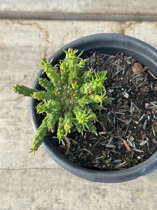 Euphorbia flanaganii