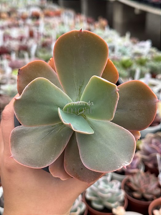 Echeveria paul bunyan