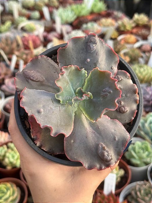 Echeveria blue cat (sem raiz)