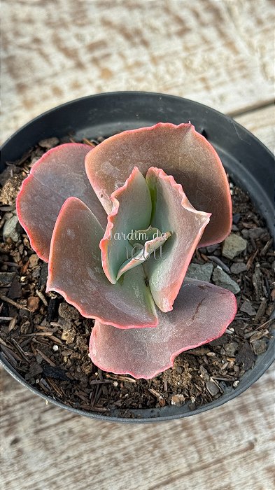 Echeveria blue cat