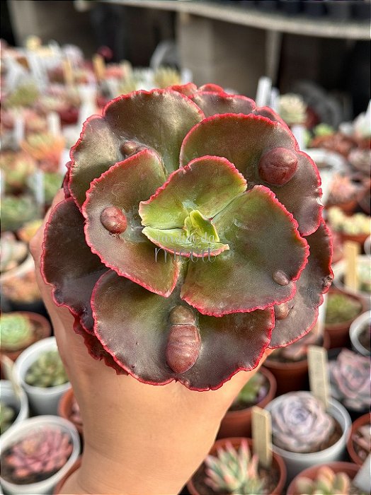 Echeveria cuenca (sem raiz)