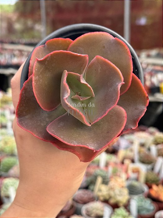 Echeveria cuenca