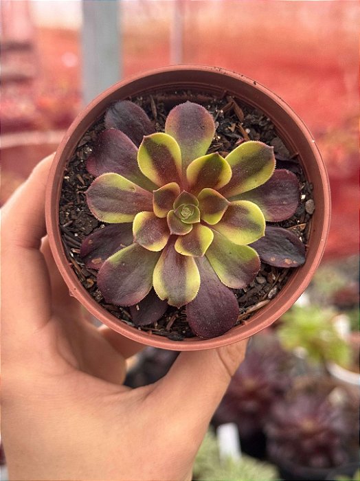 Aeonium super bang