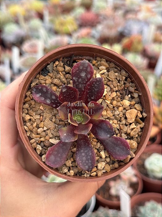 Aeonium super bang