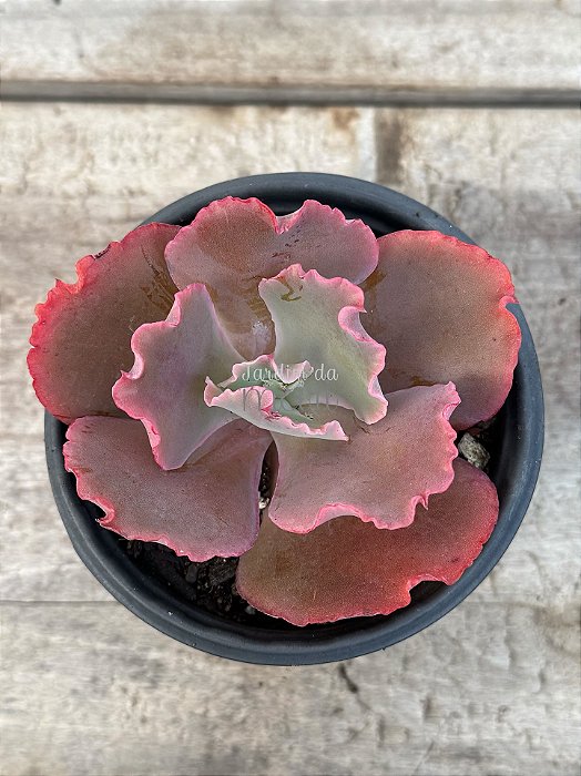 Echeveria corralium (sem raiz)