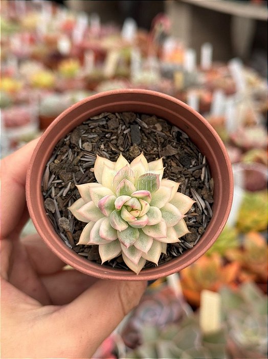 Echeveria mebina variegata
