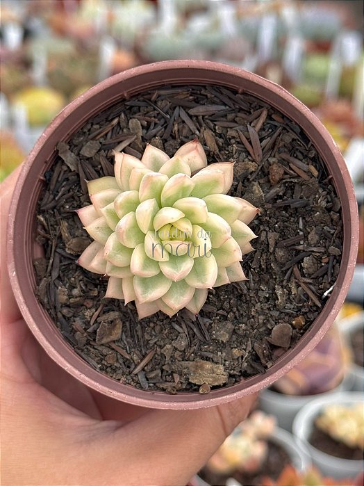 Echeveria mebina variegata