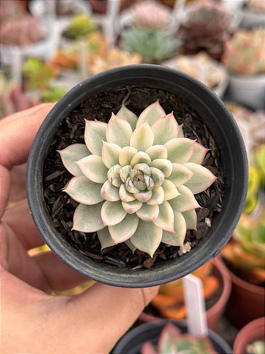 Echeveria mebina variegata