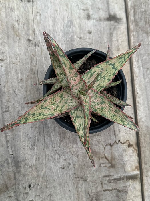 Aloe “pink blush”