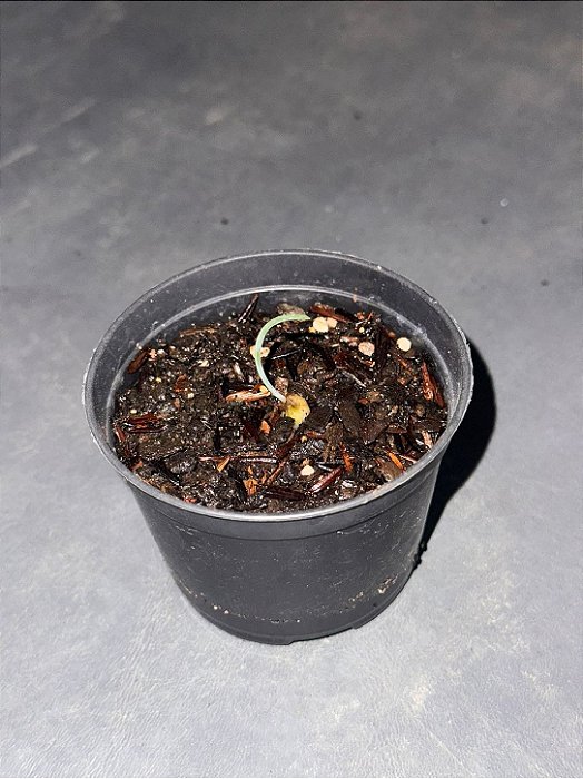 Albuca concordiana