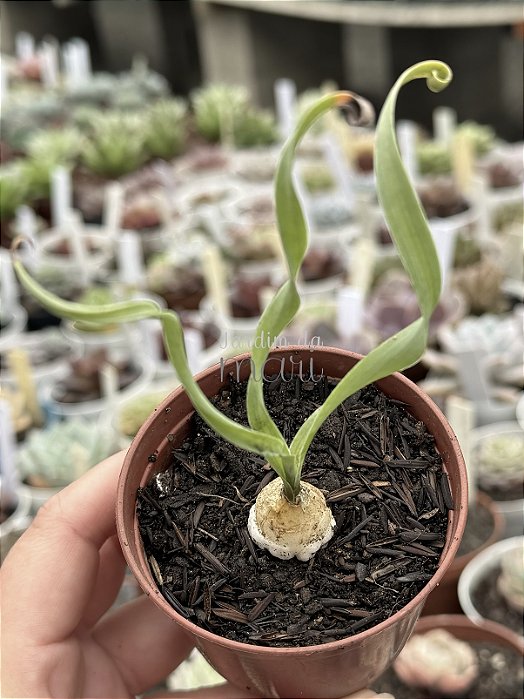 Albuca concordiana