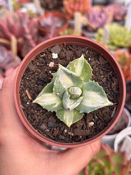Agave isthmensis variegata (sem raiz)