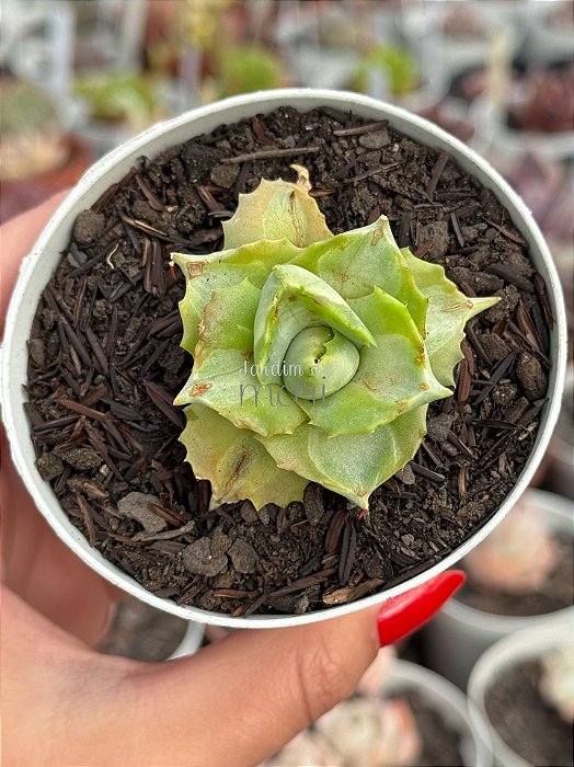Agave isthmensis variegata