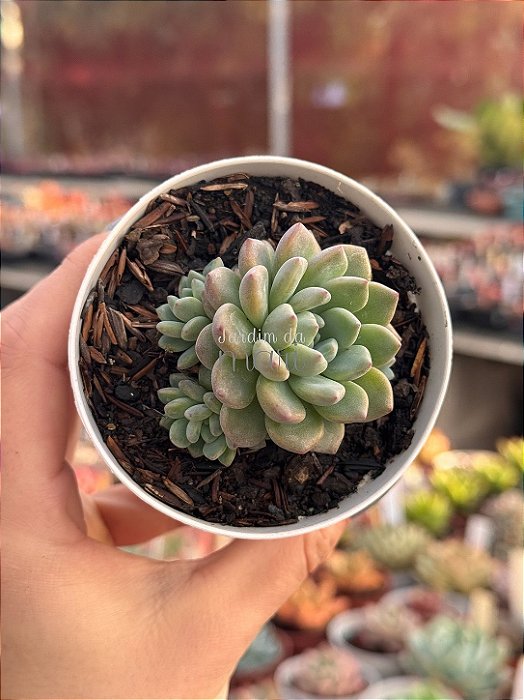 Echeveria amoena