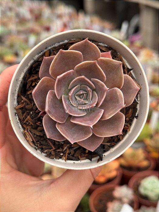 Echeveria linda jean