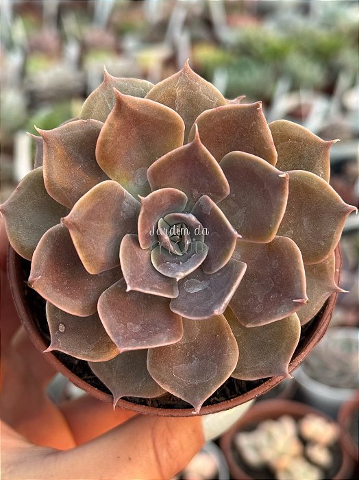 Echeveria linda jean