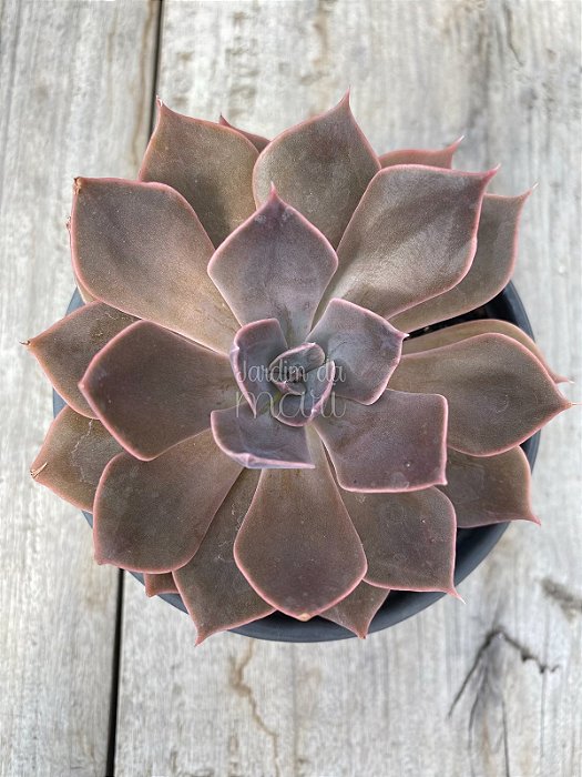 Echeveria linda jean