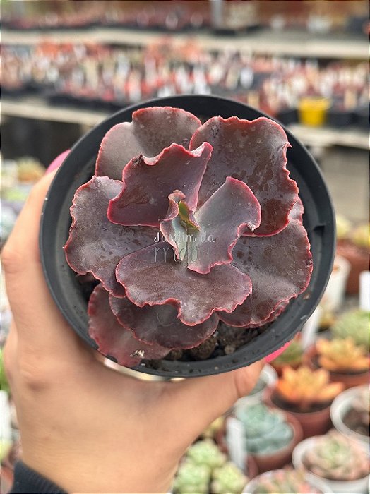 Echeveria loky