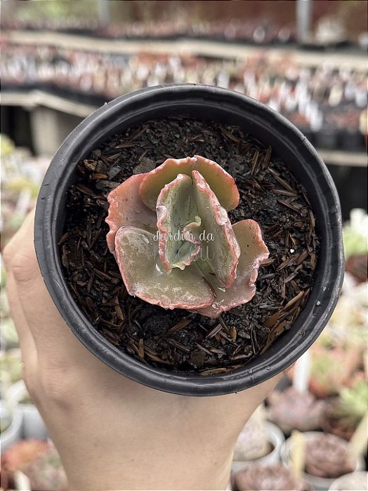 Echeveria neew 15