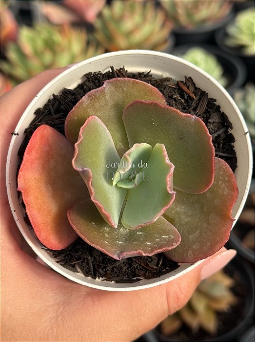 Echeveria neew 15 (sem raiz)