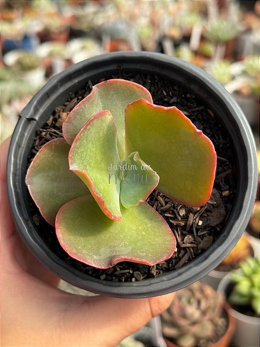 Echeveria neew 15