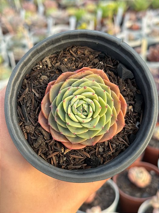 Echeveria swirl (sem raiz)