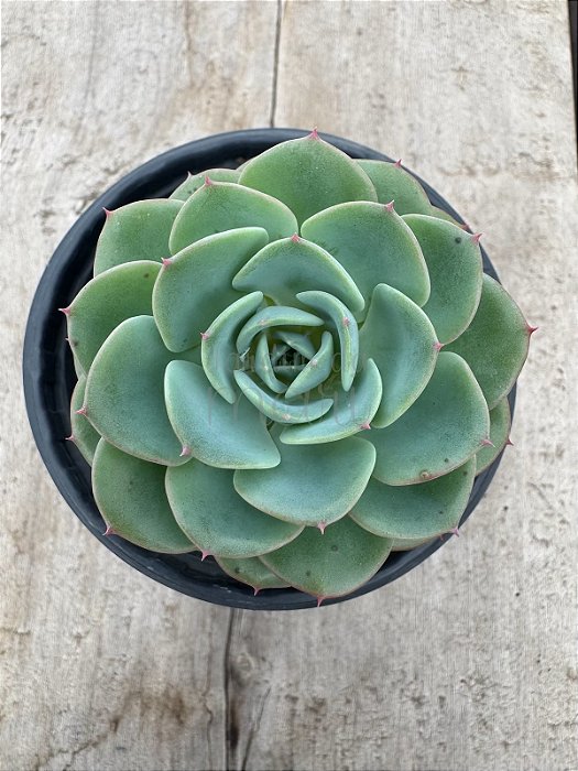 Echeveria swirl