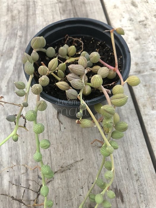 Senecio herreianus